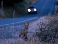 Protéger le vivant en automne, c’est aussi penser aux animaux que l’on ne voit jamais
