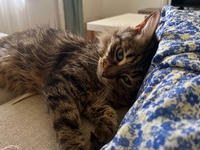 Adopter un chat craintif : Sally ne cherche pas une famille comme les autres