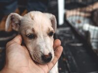 « Urgent » : Les animaux abandonnés sont pris dans une course contre la montre