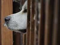 Derrière chaque chien adopté, un autre attend encore sa famille au refuge.