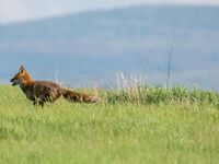 Chasse : le gouvernement rejette un moratoire national malgré les demandes des associations