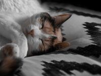 "On cherche à adopter un chat sourd" : cette famille bouscule les regards sur le handicap