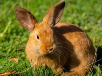 Problèmes urinaires chez le lapin : les signes qui doivent alerter