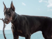Pourquoi voit-on encore des chiens aux oreilles coupées alors que la pratique est interdite ?