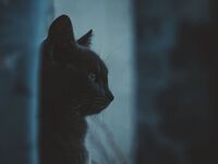 Halloween : qui sont les monstres, selon nos animaux ?