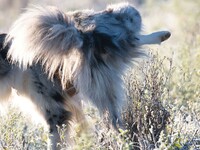 Pourquoi les chiens lèvent-ils la patte pour uriner ?
