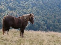 Chevaux maltraités, abandonnés : la face cachée d'un monde que l'on admire