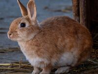 Lapins, rats et hamsters : Ces NACs trop faciles à acheter...et à abandonner