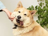 L'arrivée d'un chien adopté à l'étranger : un bonheur pour vous, un bouleversement pour lui