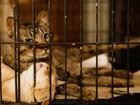 Burn-out en refuge : Quand sauver les animaux devient destructeur