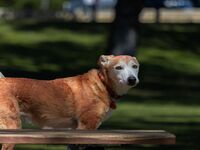 « Fardeau de l'aidant » : Ce syndrome méconnu qui touche les propriétaires de chats et chiens