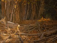 Feux de forêt et saison de la chasse : Notre rapport au vivant est plus que jamais interrogé