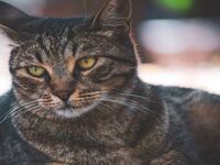 Ses chatons cherchent une famille… mais qui voudra adopter leur père, Bradley ?