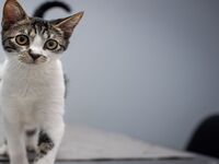 Scandale vétérinaire : vos animaux et les soignants en danger !