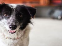 Chien de refuge ou chien d’élevage : et si le choix était beaucoup plus simple qu’on ne le pense ?