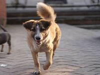 Faire faire une portée à sa chienne : est-ce vraiment une bonne idée ?