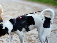 « Mon chien est dominant » : et si ce n'était pas si simple ?