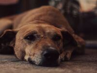 « Il a forcément un problème » : ce préjugé qui colle à la peau des chiens de refuge