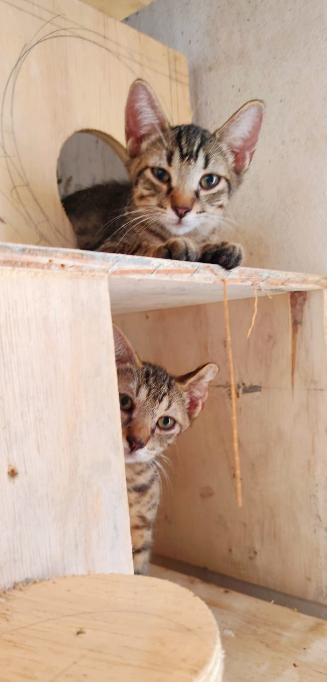 Adopter Bonbon