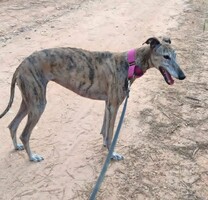 Adopter : KENIA