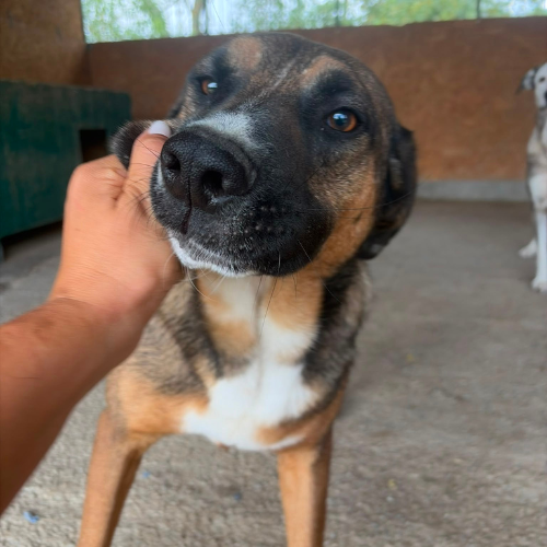 Adopter GEORGI