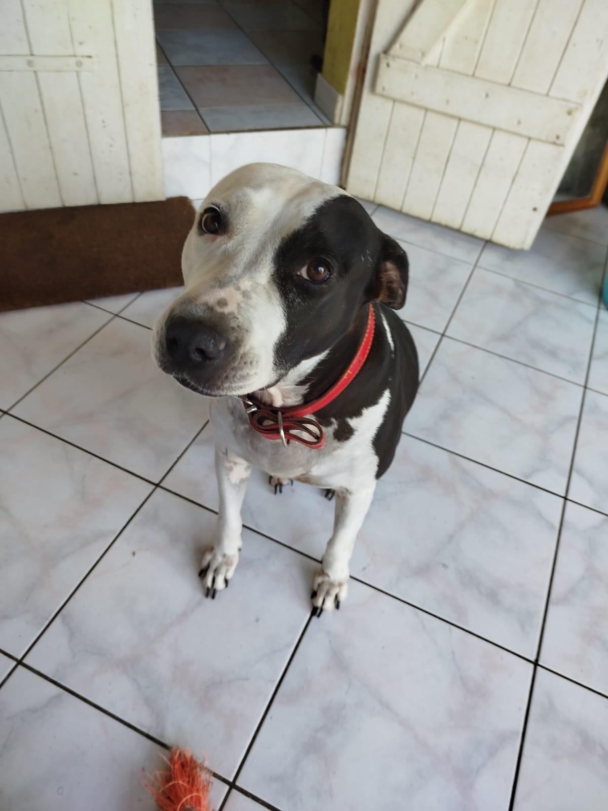 Adopter Métisse