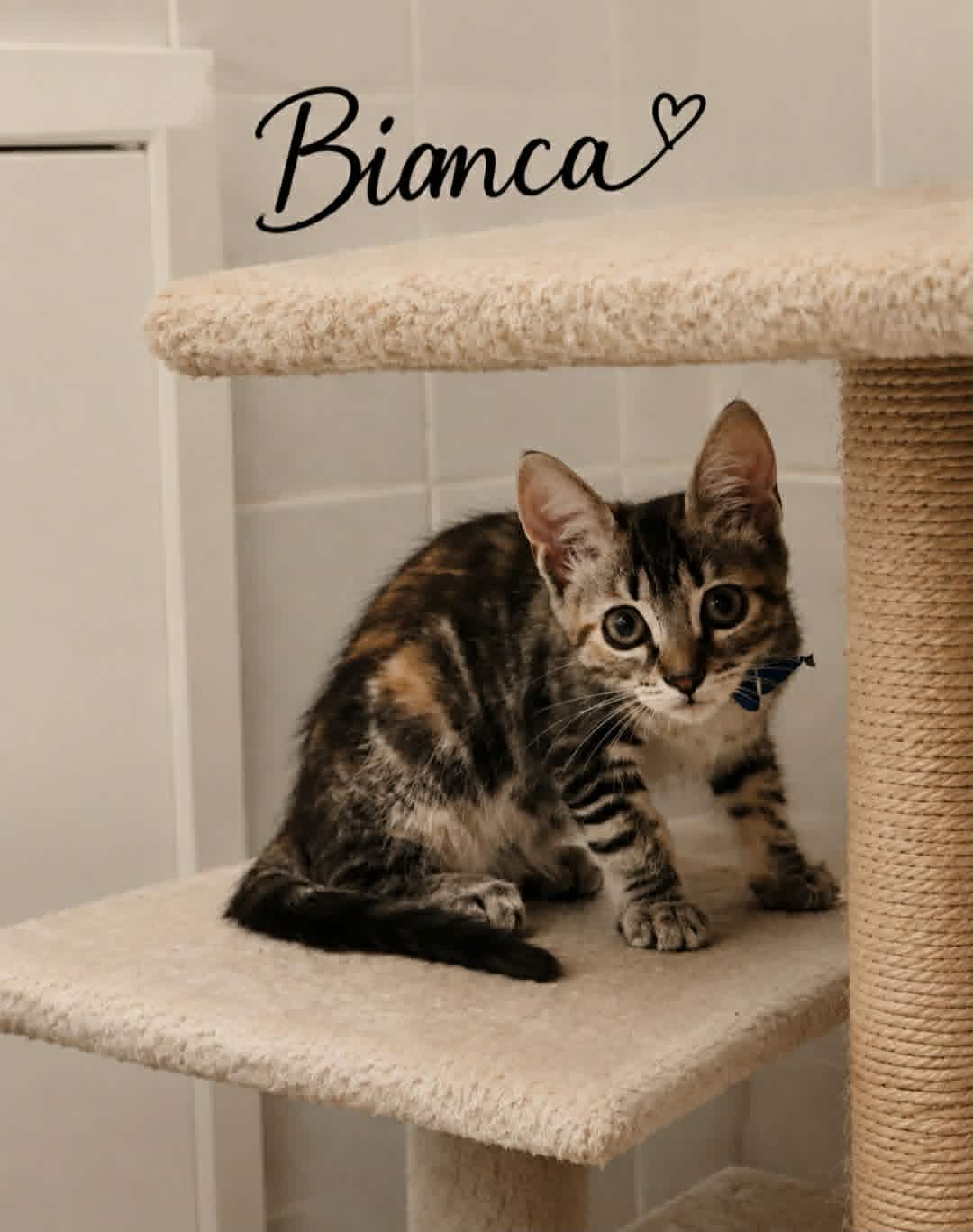 Adopter BIANCA