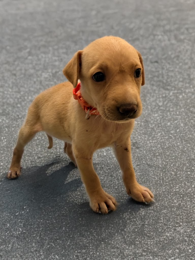 Adopter Kanoa