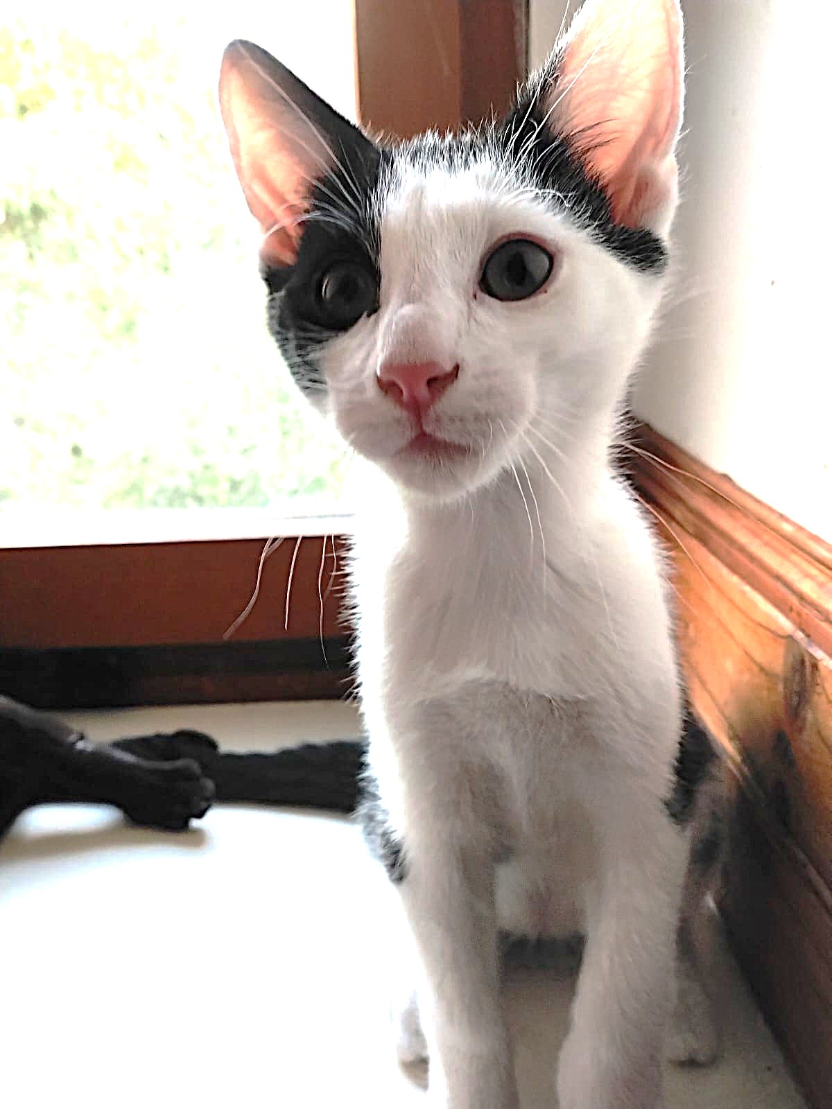 Adopter Boubou