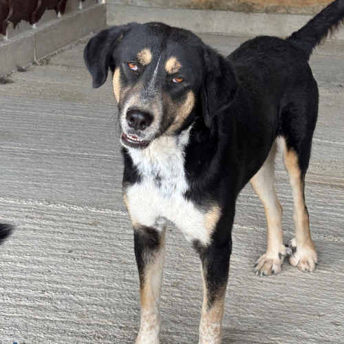 Adoption RHEVA