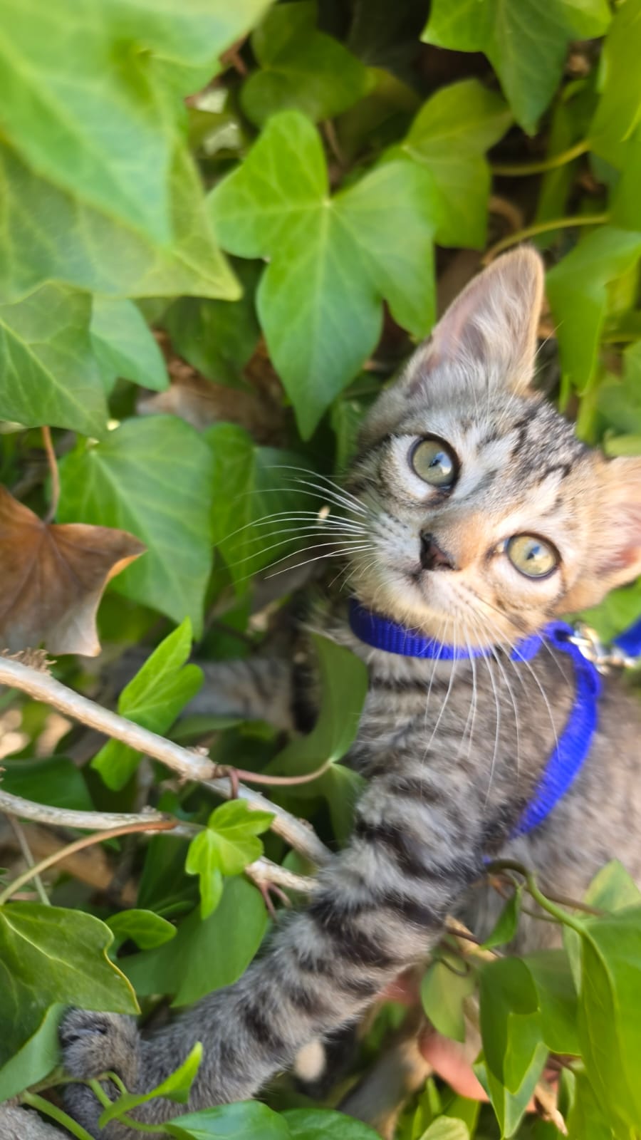 Adoption TITI