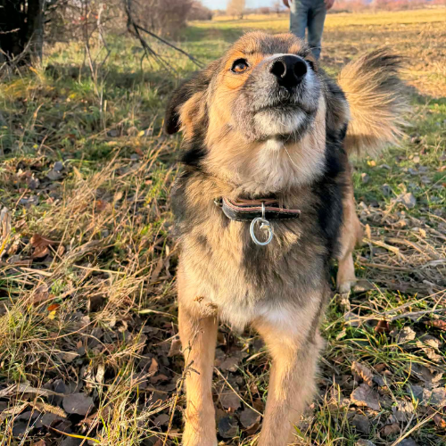 Adoption JOY