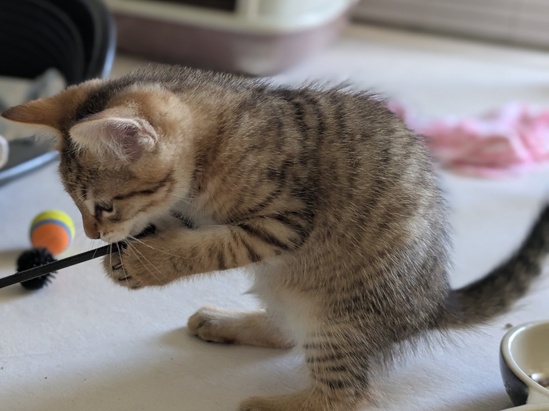 Adopter BIJOU