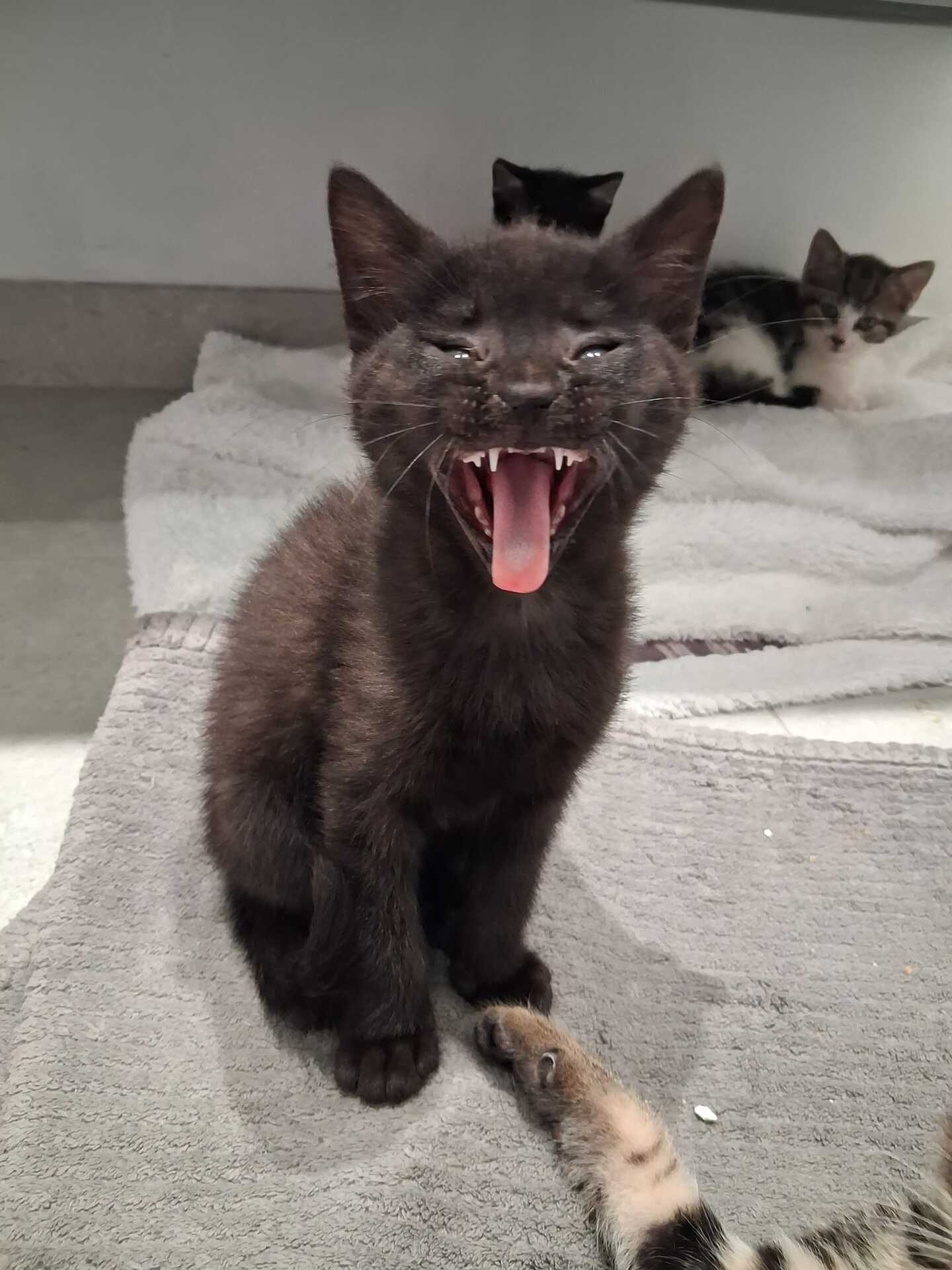 Adopter Emi