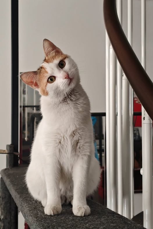 Adopter Arpège
