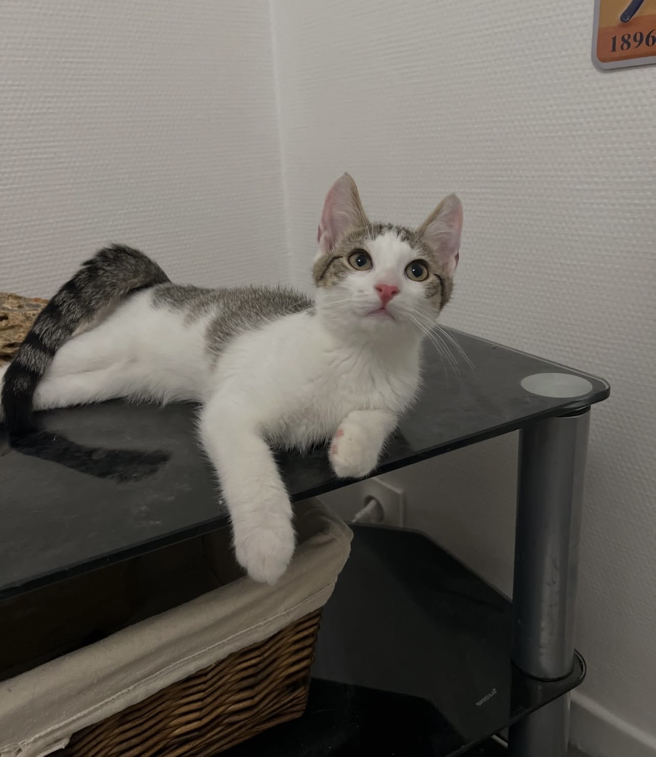 Adopter Mio et Nils