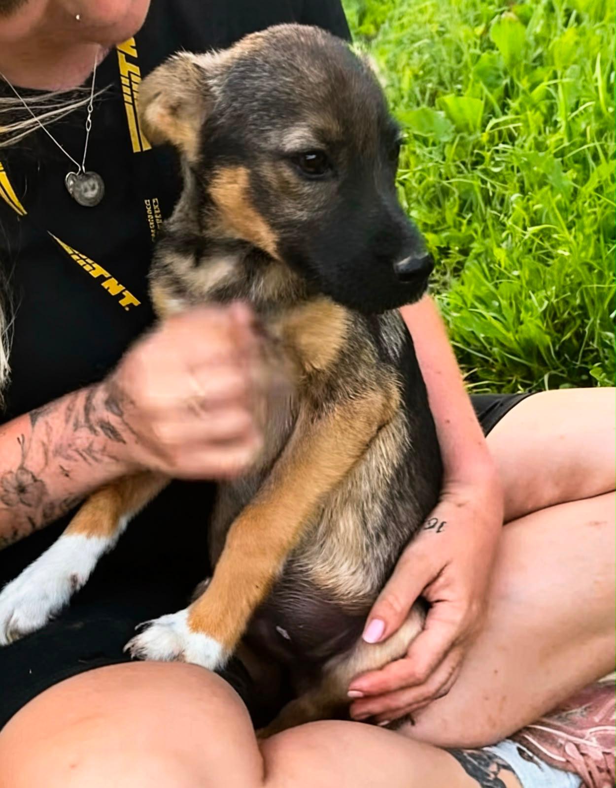 Adoption BRIO