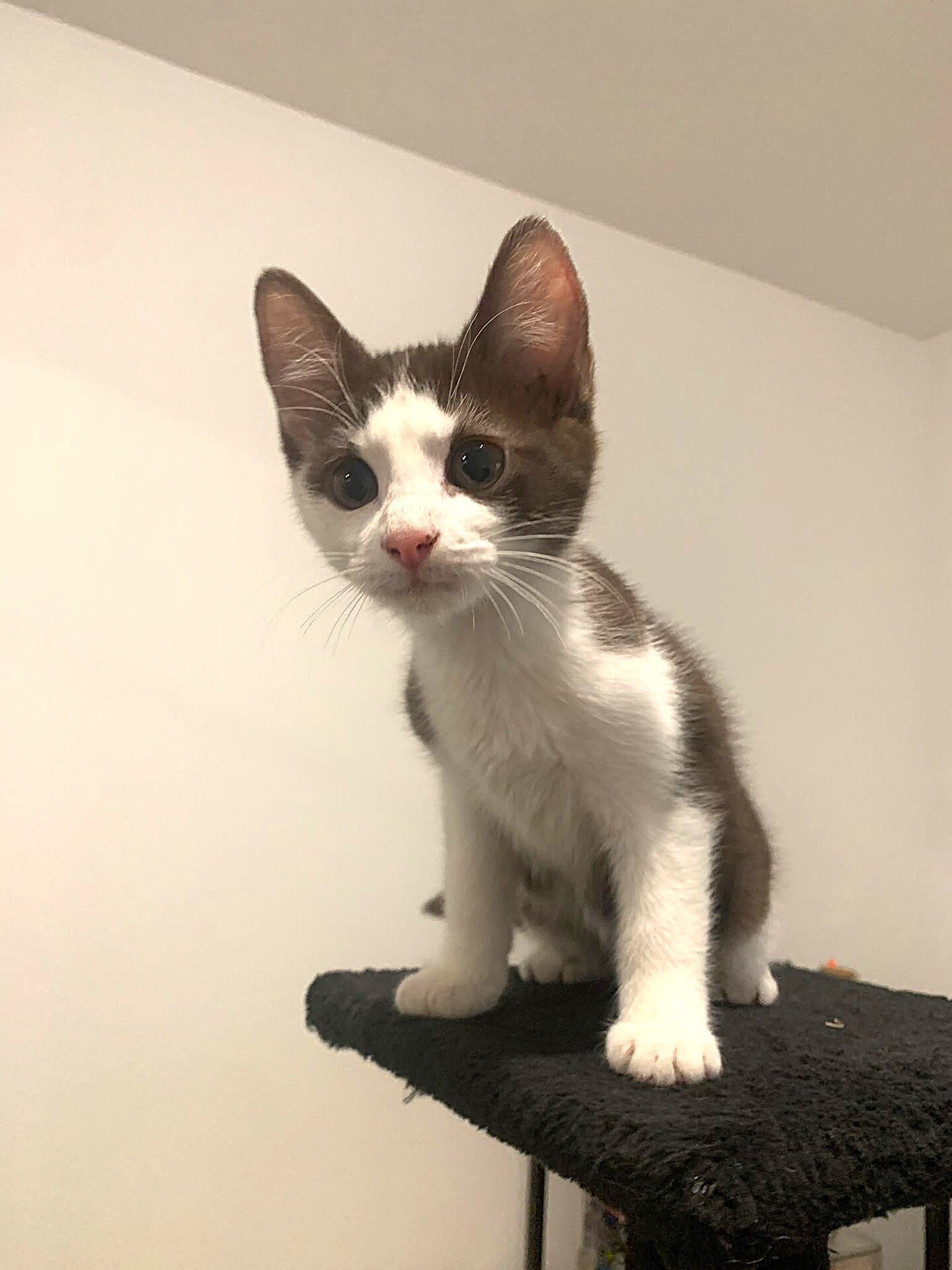 Adopter Kay