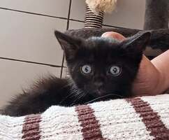Adopter : Kansas