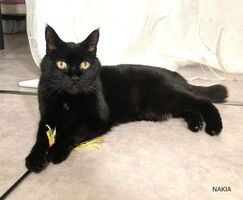 Adopter : Nakia