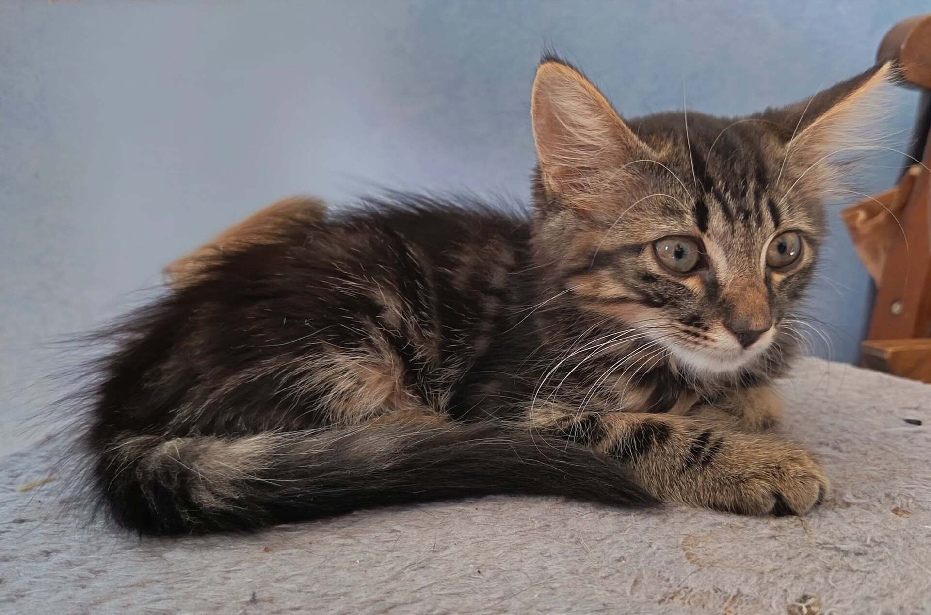 Adopter BOUBA