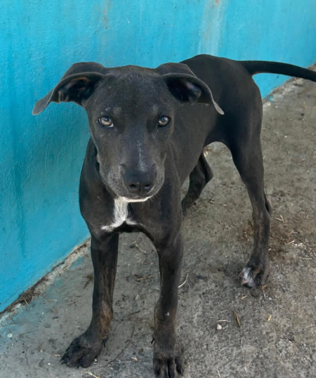 Adopter SNOOPIE