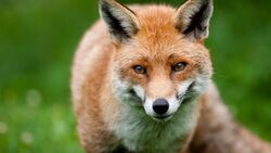 Animaux de la nature