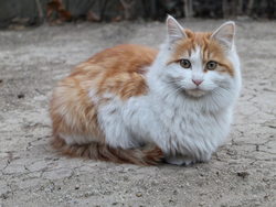 Race de chat
