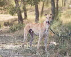 Adopter : Lorenzo