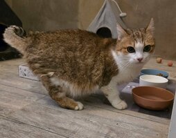 Adopter : Mappy