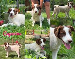 Adopter : CAPUCINE