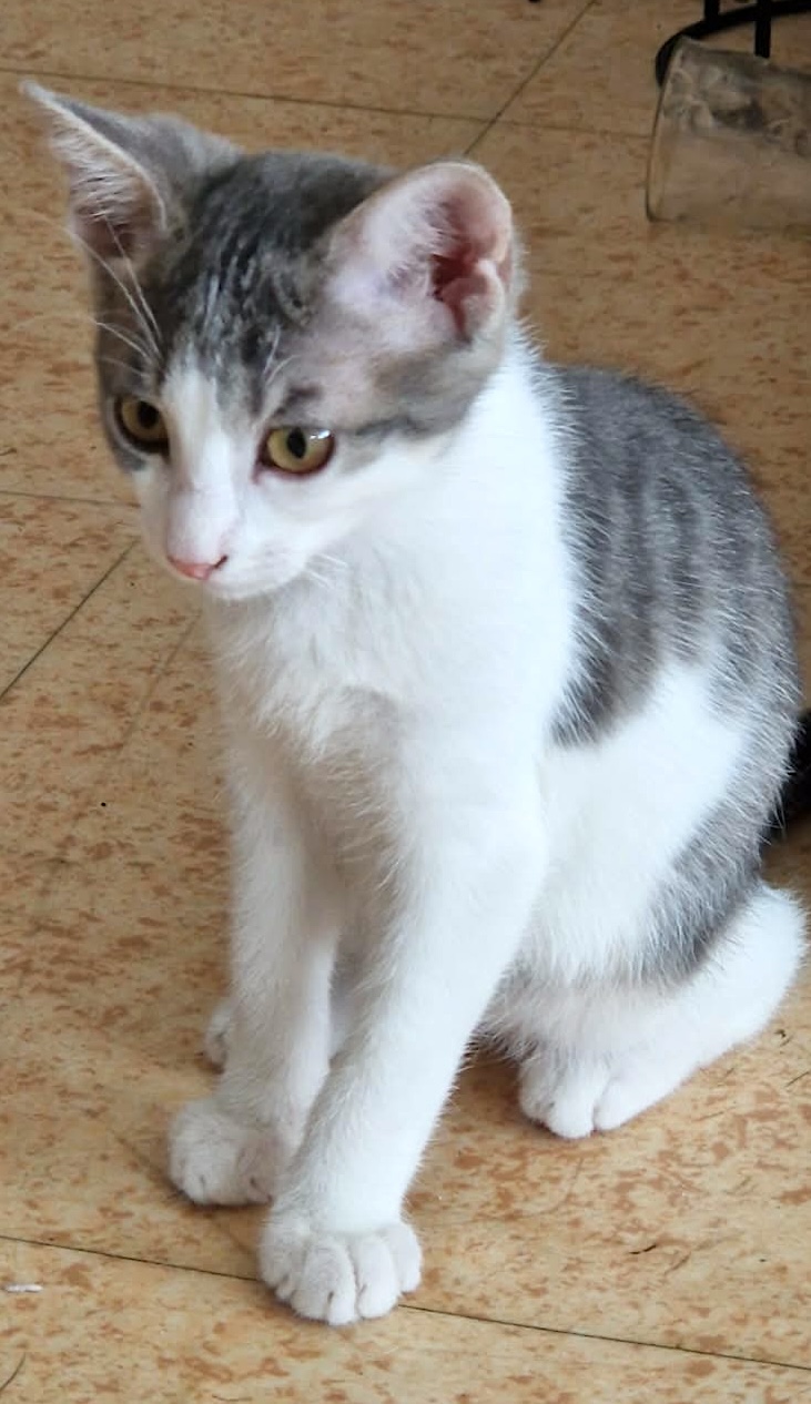 Adoption GRISOU