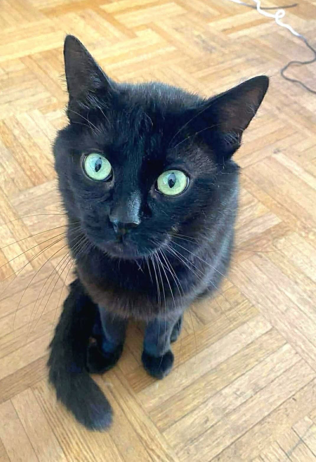 Adopter MESSIRE