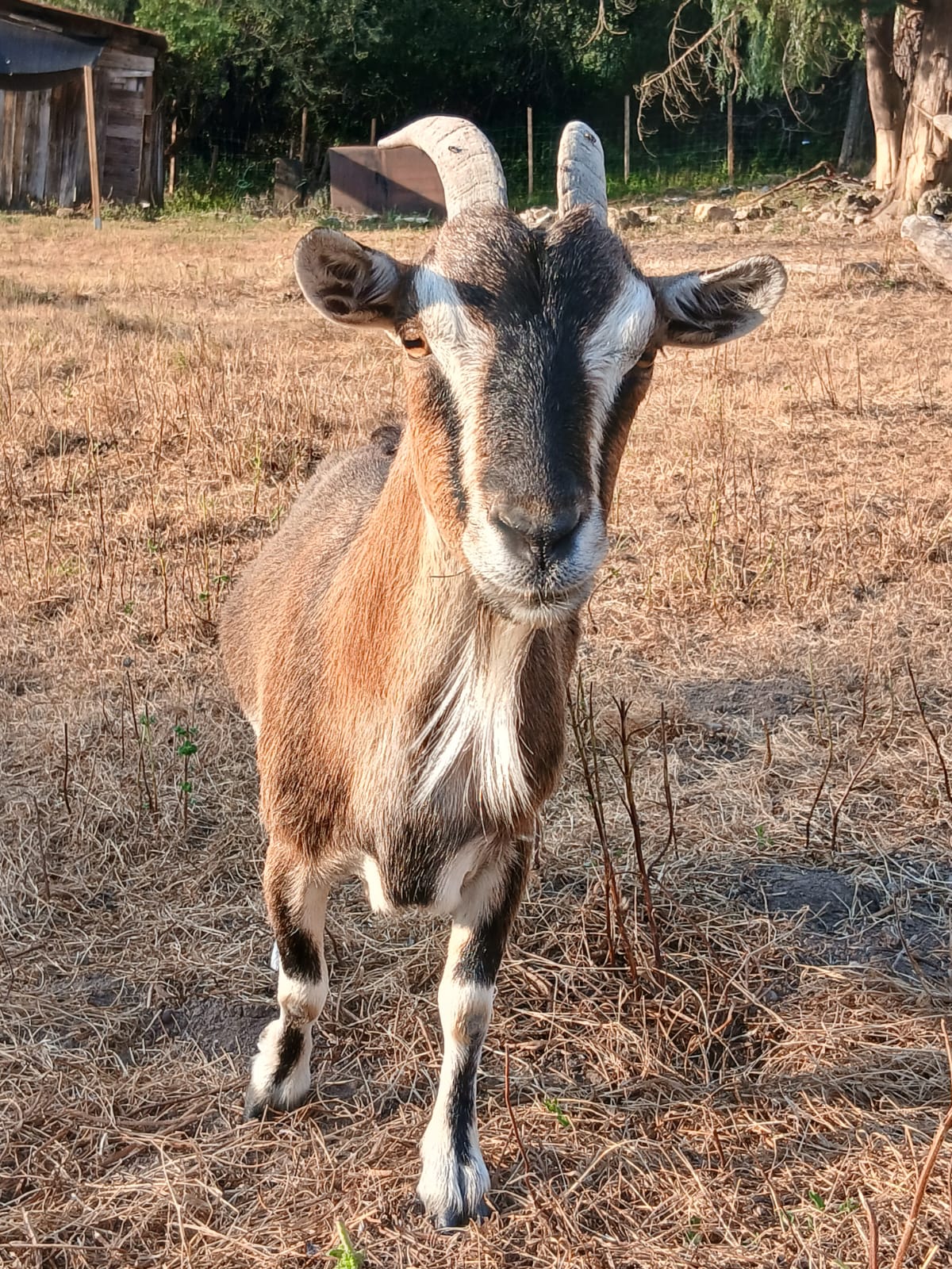 Adopter Barbichette